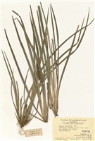 藏品(石菖蒲)的圖片